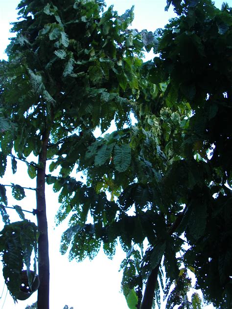 Batu mata kucing di pasaran internasional dikenal dengan nama cat eye. BUAH MATA KUCING BRAZIL.........