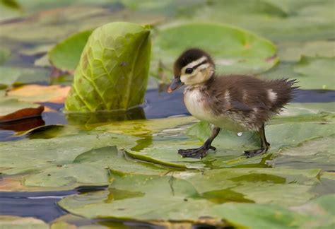A Wood Duck Baby Walking On Lily Pads Animales Fotos De Aves