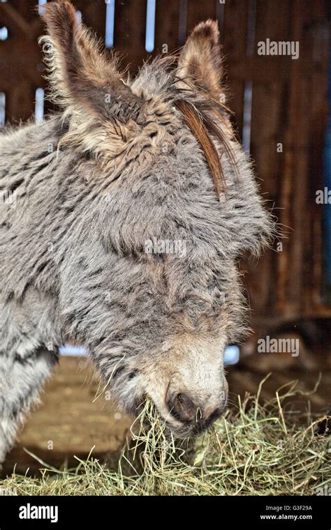 Donkey Portrait Stock Photo Alamy