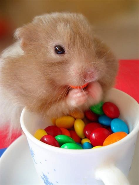 Pin By Beautiful Giant Fashion On Adorable Animal Cute Hamsters