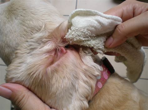 We did not find results for: little Pet Shop: HOW TO CLEAN YOUR DOG'S EARS?