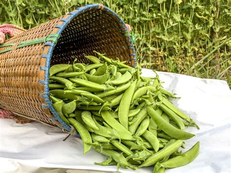 Harvesting Snap Peas Tips To Get Your Picking On