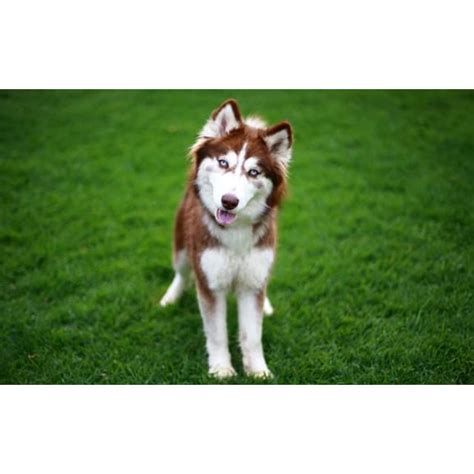 Busty Now Called Bella Medium Female Siberian Husky Dog In Vic