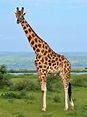 Datei:Rothschild's Giraffe (Giraffa camelopardalis rothschildi) male ...