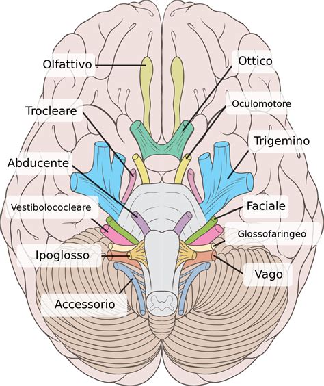Nervi Cranici Wikipedia Nerve Anatomy Cranial Nerves Anatomy