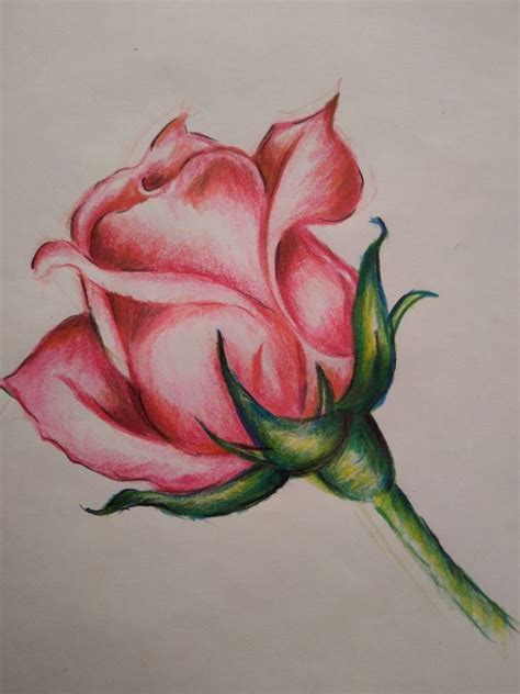 Pencil Colour Drawing Flower Flower Sketch Pencil Flower Drawing