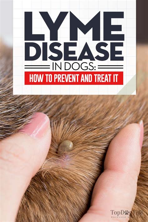 Lyme Disease In Dogs Signs Treatments And 10 Ways To Prevent It