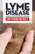 Lyme Disease in Dogs: Signs, Treatments and 10 Ways to Prevent It