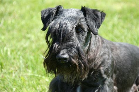 Cesky Terrier Dog Breed Information And Pictures Livelife