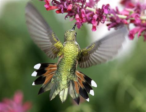 Broad Tailed Hummingbird Celebrate Urban Birds