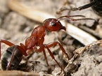 Las hormigas: Cómo acabar con las hormigas eficazmente