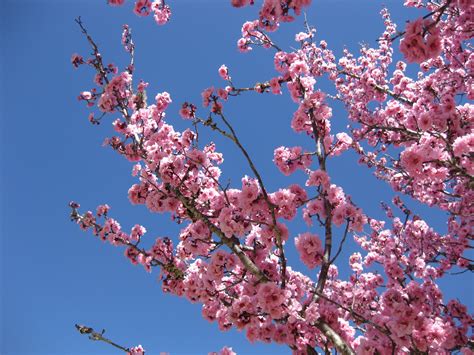 Cherry Blossoms In Toowoomba Queensland