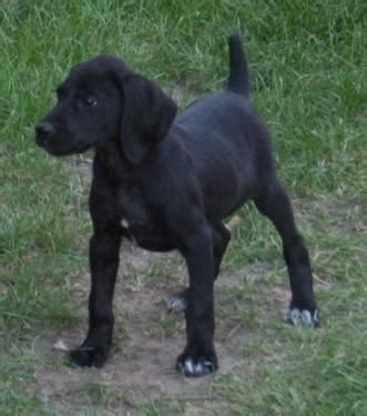 German shorthaired pointers are able to hunt any terrain and any game. AKC Solid Black & Liver/White German Shorthaired Pointer Pups for Sale in Elwood, Nebraska ...