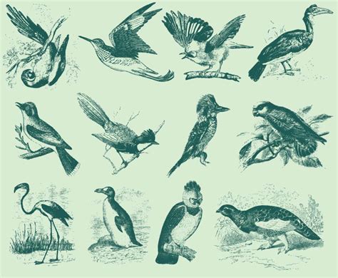 Vintage Bird Illustrations Vector Art And Graphics