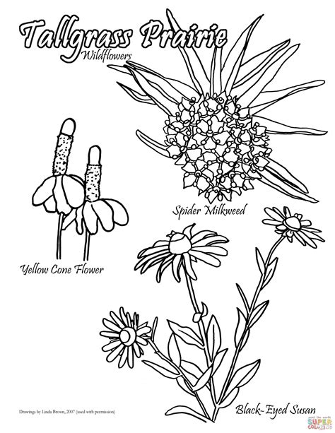 Tallgrass Prairie Wildflowers Coloring Page Free Printable Coloring Pages