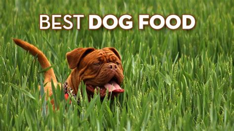 Top 8 diamond naturals dog food 2020 reviews. Best Dog Food Reviews, Brands Prices & Comparisons (2019)