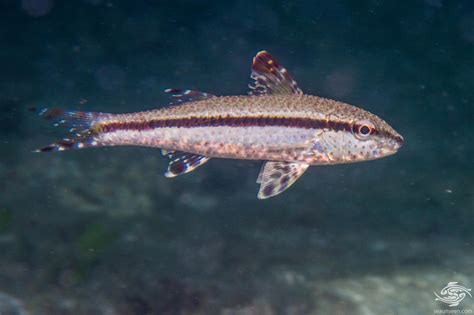 Freckled Goatfish Facts And Photographs Seaunseen