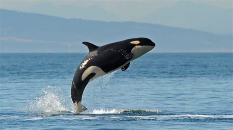 Killer Whale Wallpapers Top Free Killer Whale Backgrounds