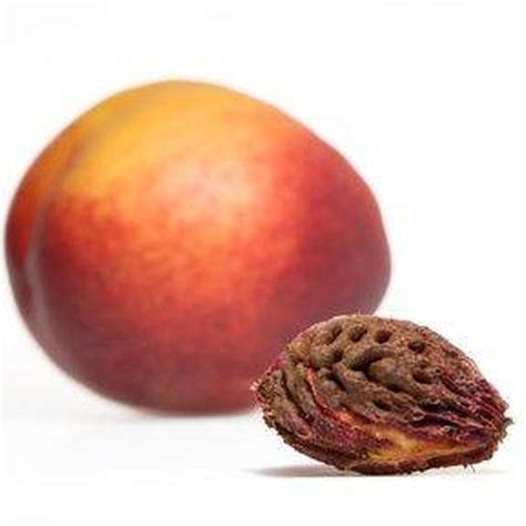 More images for how to grow nectarine from pit » A nectarine and pit. | Growing fruit, Plum seed, Apricot seeds