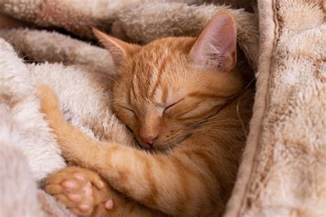 The 11 Best Heated Cat Beds For Indoor And Outdoor Kitties