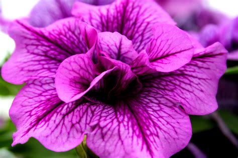 Beautiful Purple Flowers Wallpapers Gallery