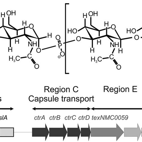 Schematic Representation Of The Capsule Structure And Capsule Gene
