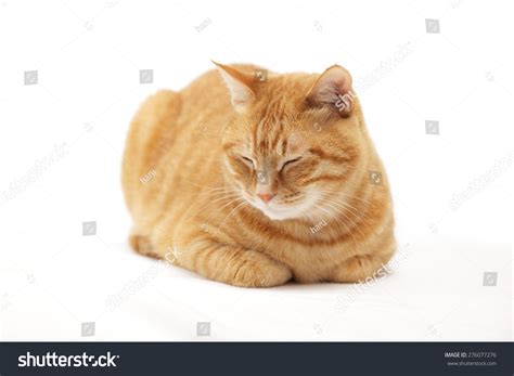 Cat Sit Loaf Pose On White Stock Photo 276077276 Shutterstock