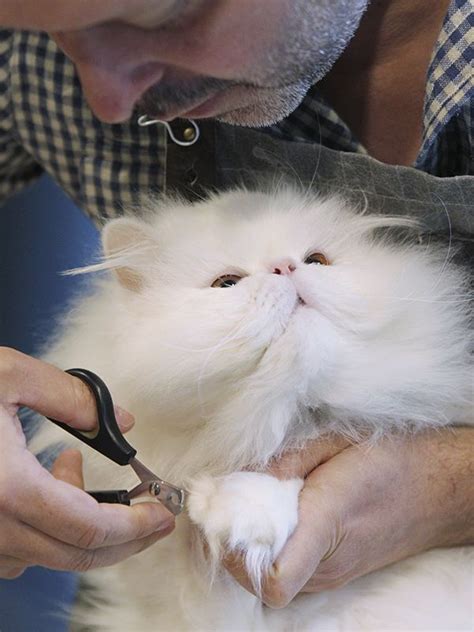Sponsor Spotlight Alex The Cat Groomer • Seattle Area Feline Rescue
