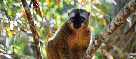 Unique Madagascar Wildlife Safari And Spiny Forest World