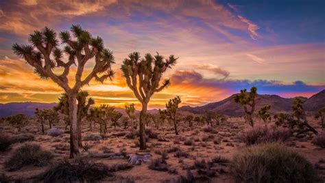 Photos For Free Sunset Joshua Tree National Park California To The