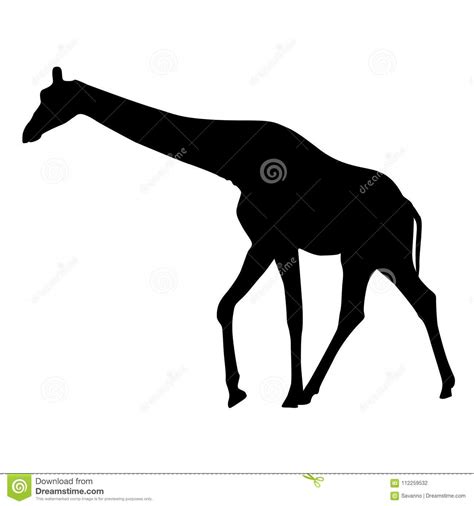 Giraffe Black Silhouette Stock Vector Illustration Of