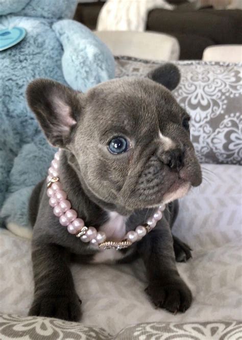 French bulldogs have erect bat ears and a charming, playful disposition. My sweet little Rosie💙" 📲www.PoeticFrenchBulldogs.com ...