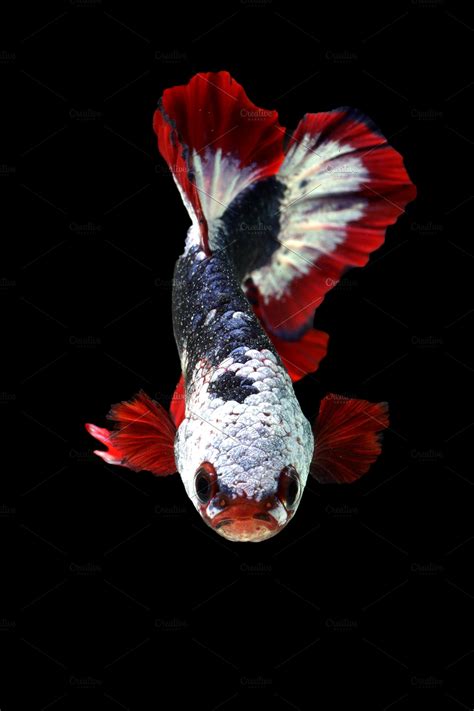 Siamese Betta Fish High Quality Animal Stock Photos Creative Market