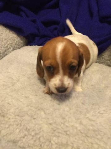 About dachshund rescue south florida. Miniature Dachshund Puppies for Sale in Hastings, Florida ...