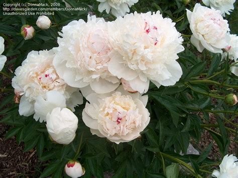 Plantfiles Pictures Heirloom Peony Garden Peony Festiva Maxima