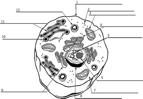 We did not find results for: Cell Labeling