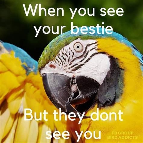 Pin By Liny On Funny Parrot Sayings Funny Parrots Funny Parrot