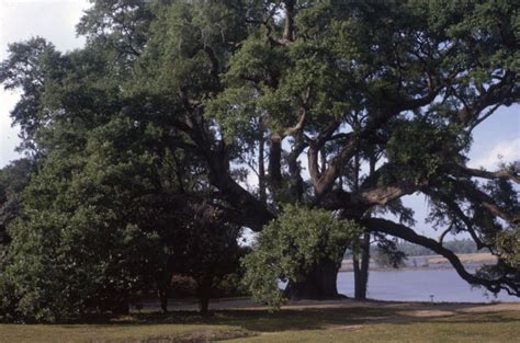 middleton sc 900 yr old oak earliest camelia dio openequella