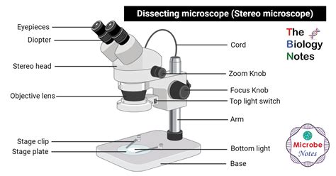 Dissecting Microscope Stereo Or Stereoscopic Microscope Definition