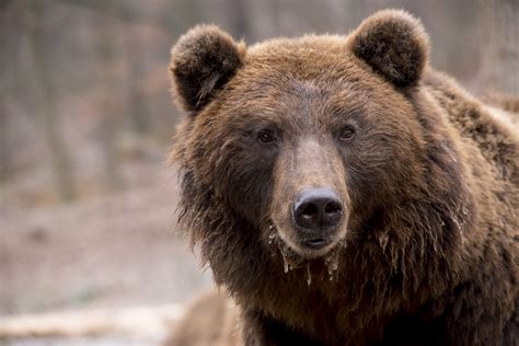 Meeting Romanias Brown Bears At Libearty Bear Sanctuary