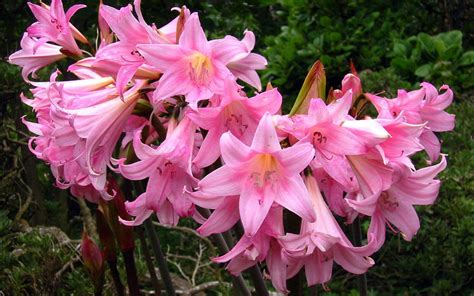 Pink Flower Amaryllis Belladonna Lily Bulbs Born In South Africa