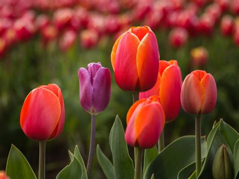 Tulipan Origen Historia Significado Usos Cuidados Y Mas