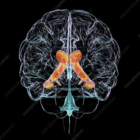 Lateral Brain Ventricles Illustration Stock Image F0404189