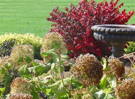 Two are planted on the south side of my home in zone 5 where they get morning and afternoon sun and evening shade. Hydrangea arborescens 'Annabelle' | My Everchanging Garden