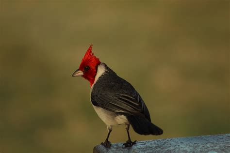 Red Crested Cardinal Got This Guy At A Camp Rwildlifephotography