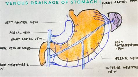Venous Drainage Of Stomach Stomach Anatomy Part 5 Med Tutorials