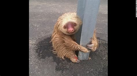 Officer Helps Sloth Cross The Road Cnn