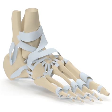 Foot Skeleton 3d Model Cgtrader