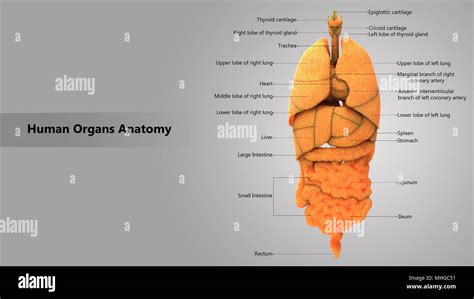 Human Body Internal Organs With Label Design Anatomy Anterior View