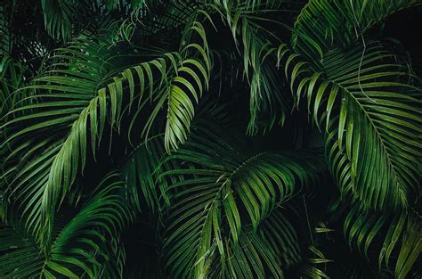 Jungle Leaves Wallpapers Wallpaper Cave
